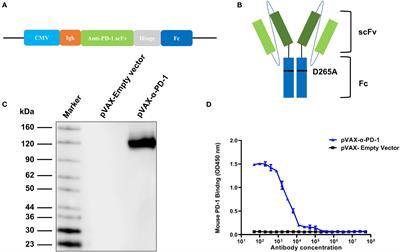 Enhancedanti-tumor efficacy through a combination of intramuscularly expressed DNA vaccine and plasmid-encoded PD-1 antibody